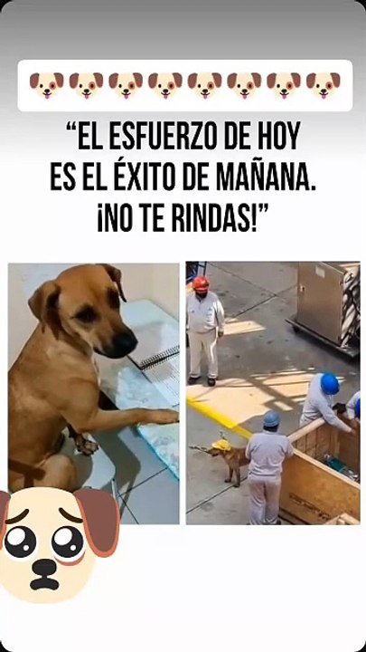 No te rindas nunca 🐕🥺