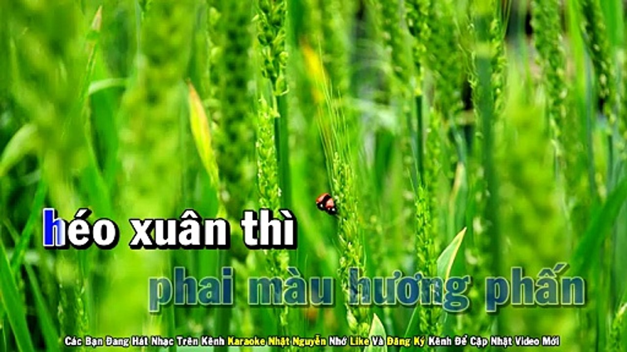 Hai Sắc Hoa Tigon Karaoke Tone Nam Nhạc Sống - Phối Mới Dễ Hát - Nhật Nguyễn