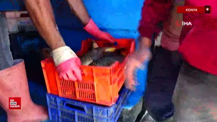 Beyşehir Gölü'nde av sezonu