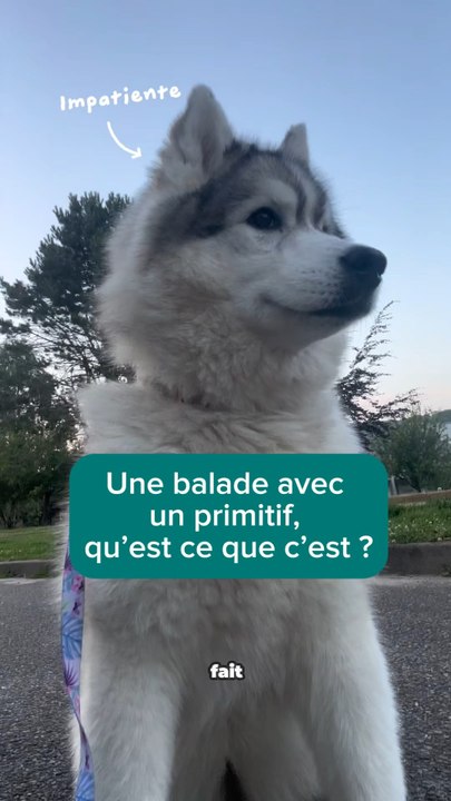 Un chien en liberté ça n’a pas de prix