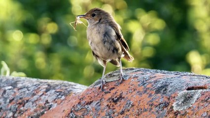 CONEXÃO ANIMAL N•27