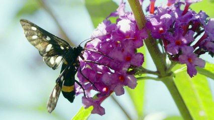 CONEXÃO ANIMAL N•26