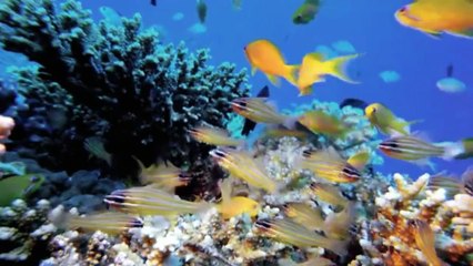 Deepsea Wonders: Amazing Sea & Jungle Creatures 🐠