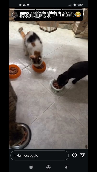 agozzino Alfredo i miei gatti