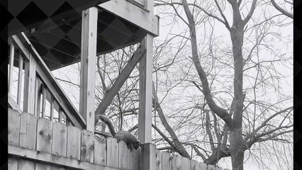 A Squirrel In My Backyard | movie | 2024 | Official Trailer