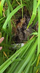 Stray Cat Gives Birth to Kittens in Flower Bed