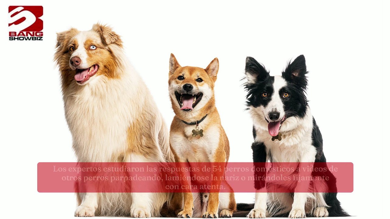 Parpadear es vital para la comunicación canina