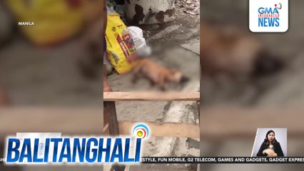 Aso, napagbuntunan ng galit at pinagpapalo ng lalaking nag-amok dahil daw sa away-pamilya | Balitanghali