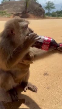 Monkey Snatches Cold Drink From Kid and Starts Drinking It