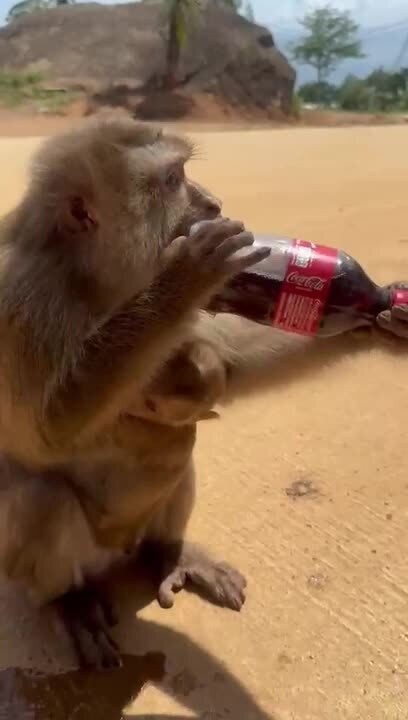 Monkey Snatches Cold Drink From Kid and Starts Drinking It