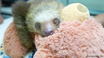 Al rescate: perezosos heridos devueltos al bosque