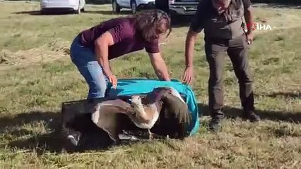 Yaralı halde bulunan Toy kuşu tedavi edildi