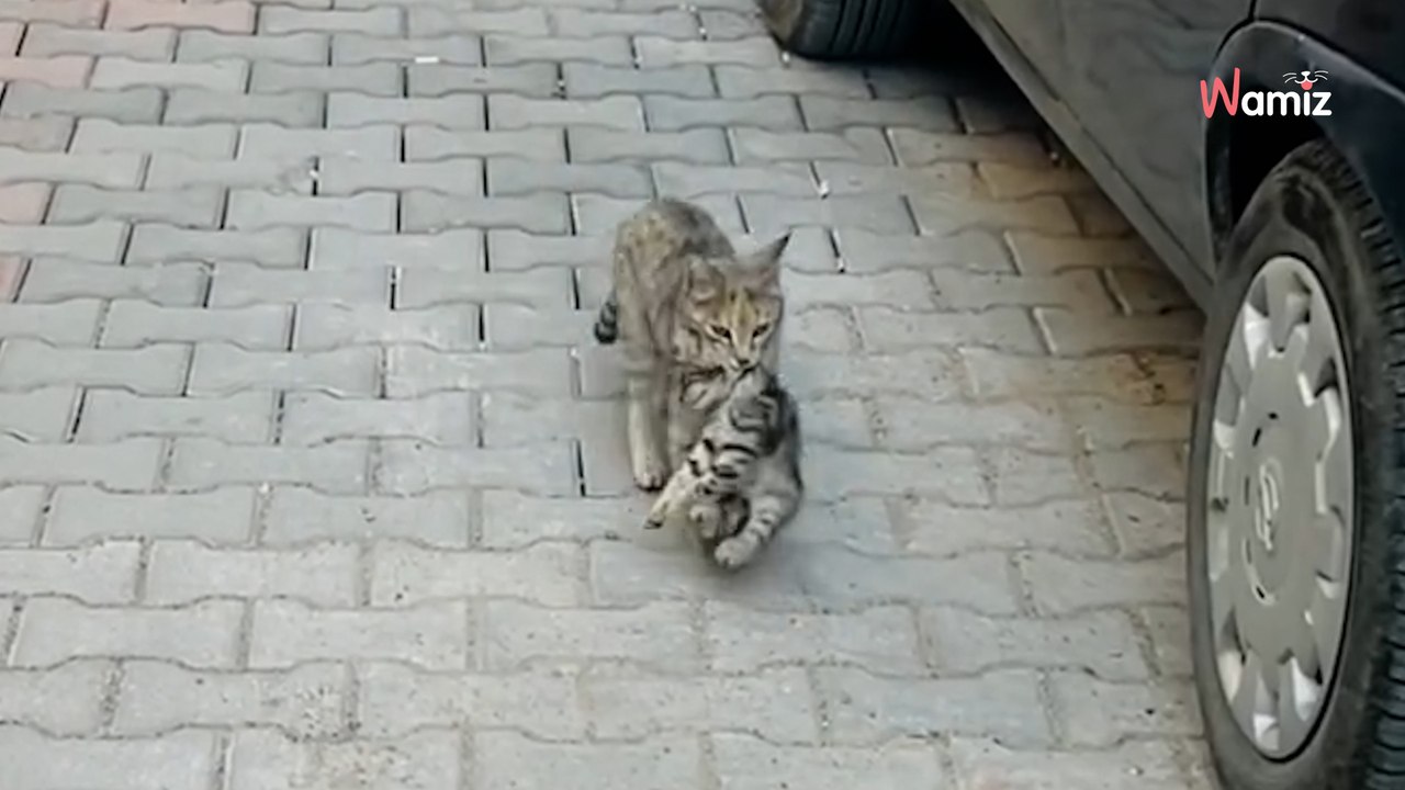 Personel przybywa do kliniki weterynaryjnej. Dziwna pacjentka cierpliwie czeka pod drzwiami
