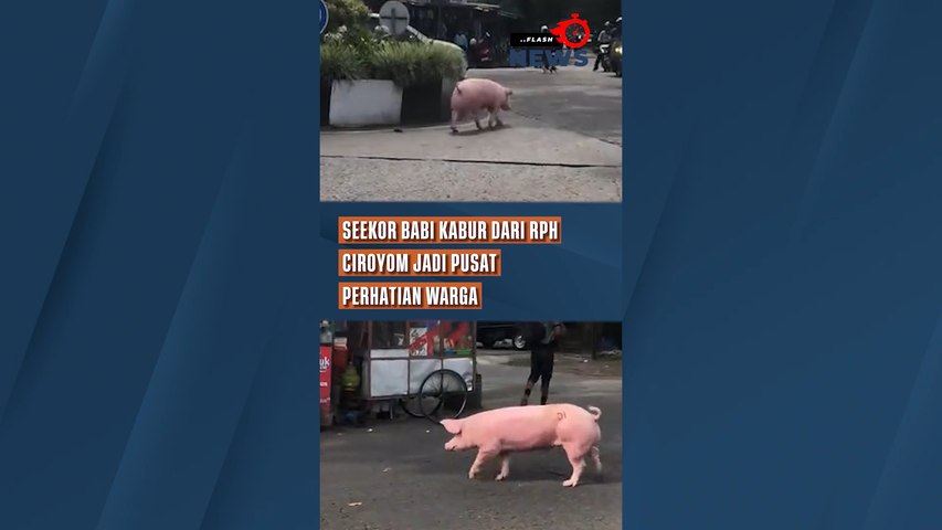 Seekor Babi Kabur dari RPH Ciroyom Jadi Pusat Perhatian Warga
