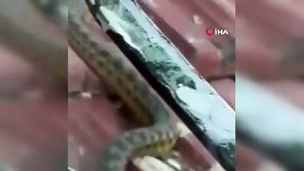 Tüm 2 metre boyunda! Kendi evinde kabusu yaşadı