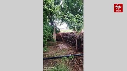 अठखेलियां करता दिखा नाग-नागिन का जोड़ा, देखें VIDEO