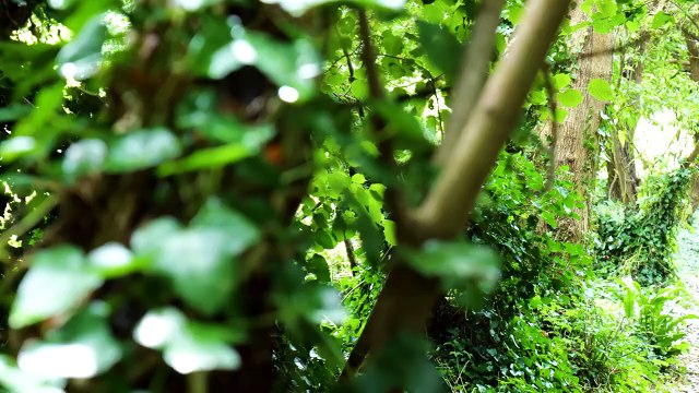 Locomotive Eric pulling a train along the Newlyn Downs Branch Line