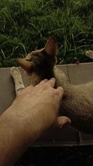 Baby's Cat, who is looking for milk