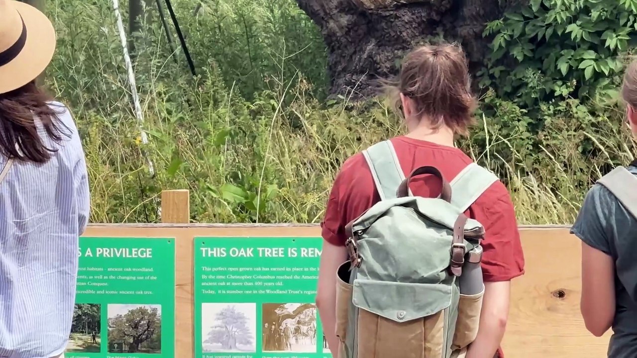 Sherwood Forest Major Oak suffering in heat