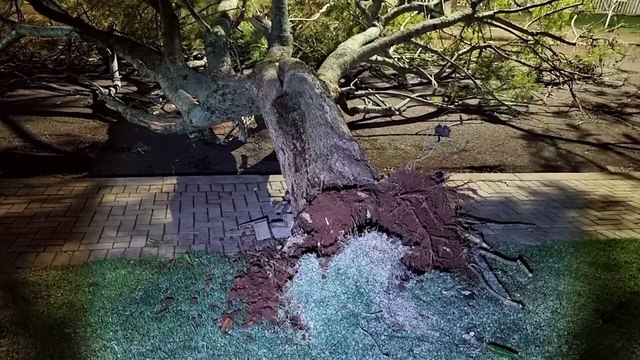 Árvore de grande porte cai e interdita rua na região do Lago, em Cascavel