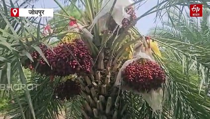 काजरी में रंग लाई 10 साल की मेहनत, एक-एक पेड़ 200 किलो लाल खजूर से लदे