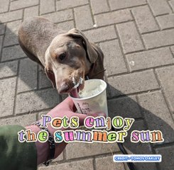 Pets enjoy the summer sun