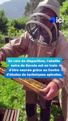 Sauvegarde de l'abeille noire de Savoie