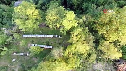 Karadeniz'in doğal şifa kaynağı... Günde bir çay kaşığı tüketen hastalanmıyor