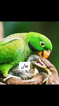 ایک دیر ماں اپنے بچوں کو سانپ سے کیسےبچاتی ہے ی : How did a brave mother save her children from a big snake?