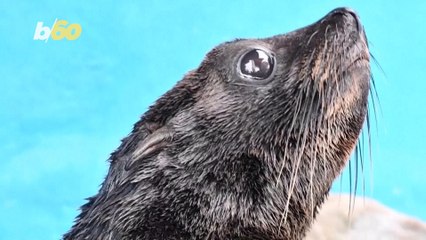 This Sea Lion Was Saved By Experts in a Harrowing Video