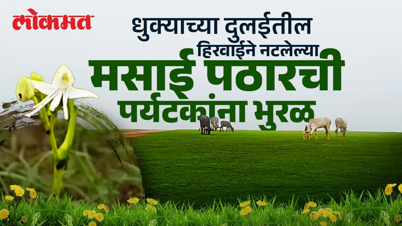 पावसासोबत धुक्याची दुलई  मसाई पठार पर्यटकांना खुणावतेय...