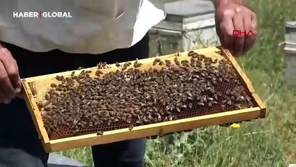 Kuraklık bal üretimini vurdu: Arıcılar zor durumda