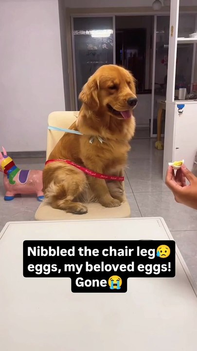 Nibbled the chair leg... eggs, my beloved eggs! Gone!#dog #dogs #goldenretriever #dogslover #dogsofmathias777 #dogstagram #goldenretrieverpuppy #funnydogs #funnypets #ilovemydog