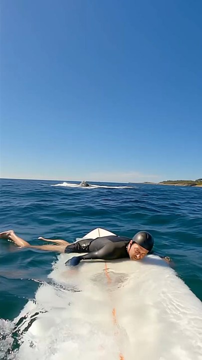 #marineanimals #magicalanimals #contentinspirationsharingproject #whale