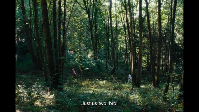 Wild Foxes - La Danse des renards