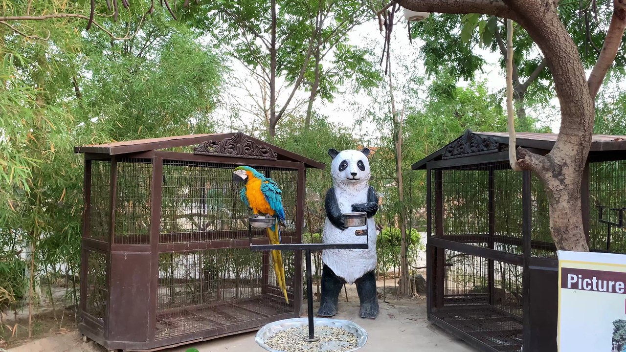 Tamed Parrot