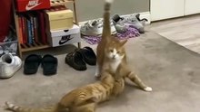 Cats Boxing Compilation 🥊