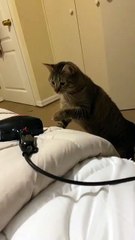 Cat vs Hair Dryer 😂