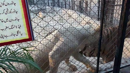 2 Breeds Lion CUbs playing