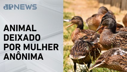 São Paulo Detecta Gripe Aviária em Ave na Unesp 🦆