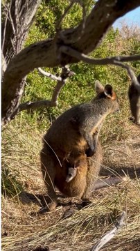 The Marvel of the Pouch: Fascinating Facts About Kangaroos