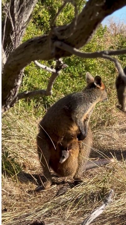 The Marvel of the Pouch: Fascinating Facts About Kangaroos