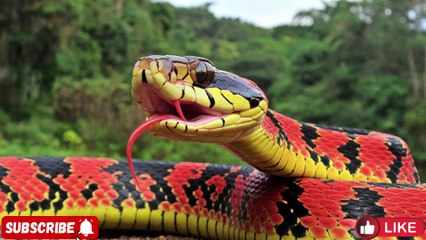 "Most Dangerous Snake Attacks in the Amazon Jungle | Real Fights with Men & Beautiful Women – WILD WONDERS"