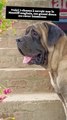 Voici 3 choses à savoir sur le Mastiff anglais, un géant doux au cœur immense