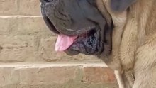 Voici 3 choses à savoir sur le Mastiff anglais, un géant doux au cœur immense