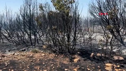 Uşak’ta makilik yangını