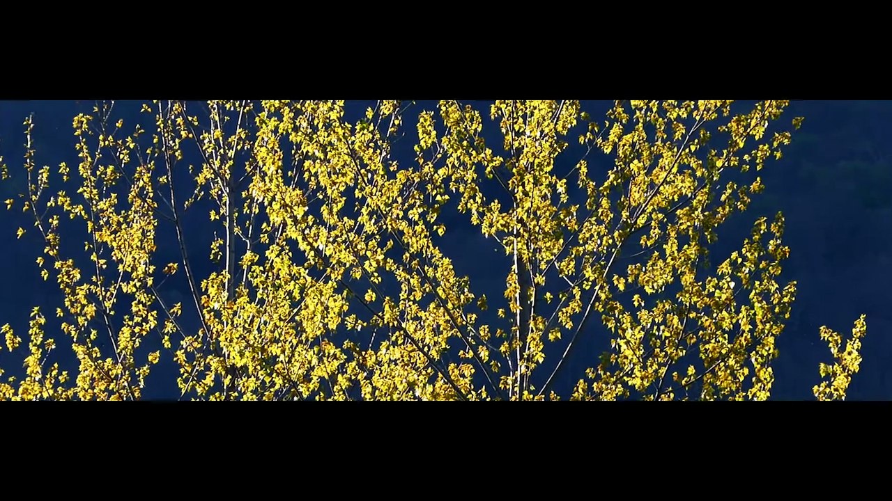 Wild Pyrenees |  Cinematic Travel Film (Sounds Of The River)