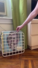 Realizing Your Entire Apartment is Thrifted