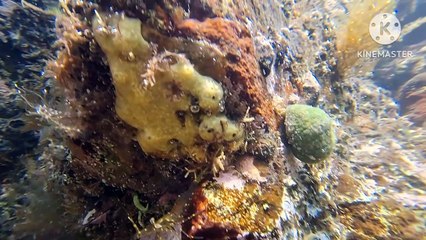 Kleines Leben unter Wasser