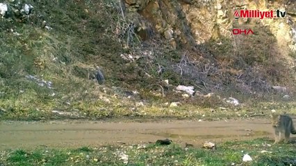 Nesli tehlike altında! Fotokapana yakalandı: Şimdi keyif zamanı